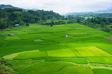 Endless rice field