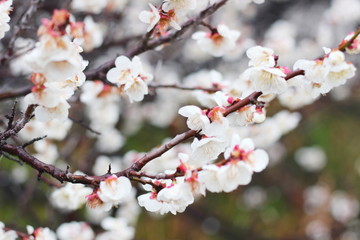 早春に咲く日本の白い梅の花