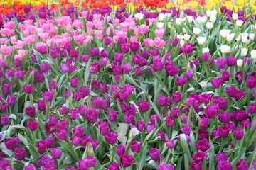Tulipes de toutes les couleurs