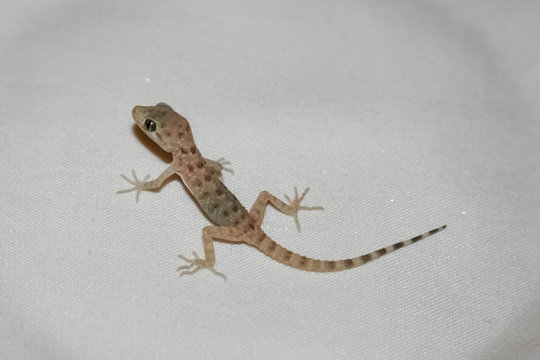 House lizard or little gecko on a white sheet.