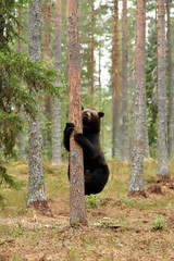 Male brown bear climbing on tree in summer forest