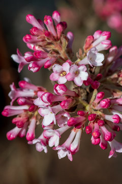 Nahaufnahme Bl&uuml;te Viburnum bodnantense `Dawn&acute;-Winterschneeball&acute;