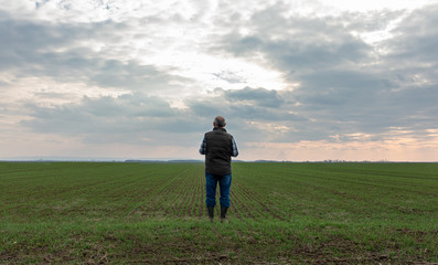 rear view of senior farmer standing in wheat field and examining crop.