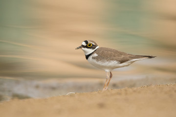 Little ringed plover / Charadrius dubius