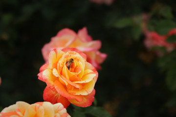 A yellow/orange garden rose