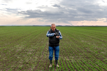 Naklejka na ściany i meble Senior farmer standing in wheat field and examining crop, man using smartphone.