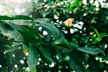 Colorful tropical Butterflies in the Botanical Garden Munich