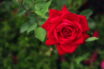 A blooming red garden rose.