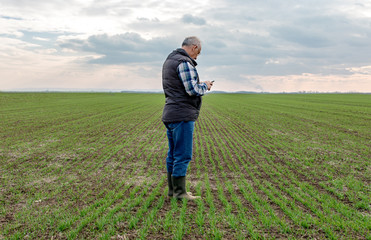 Senior farmer standing in wheat field and examining crop, man using smartphone.