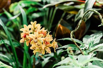 Beautiful yellow orchid 