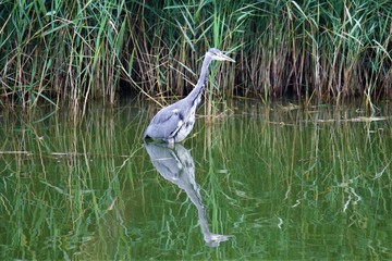 Graureiher auf Texel