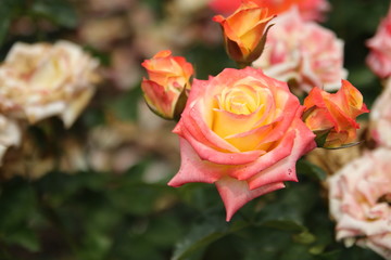 A blooming pink/yellow rose close-up
