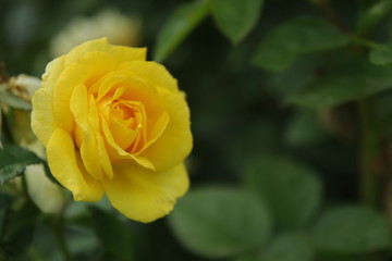A yellow garden rose. 