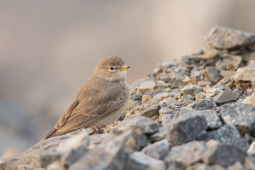 Desert lark / Ammomanes deserti