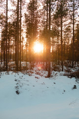 Finnish forest in winter, nice sunset!