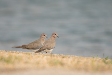 Laughing dove / Spilopelia senegalensis