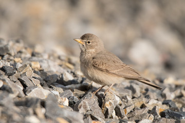 Desert lark / Ammomanes deserti