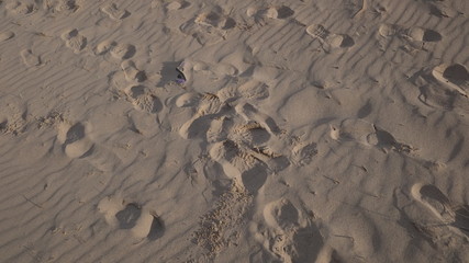 impressions in the sand