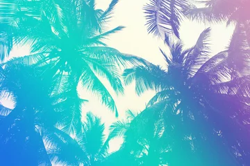 Poster Colorful tropical 90s/80s style palm tree jungle background texture with pink, turquoise gradient © Anna