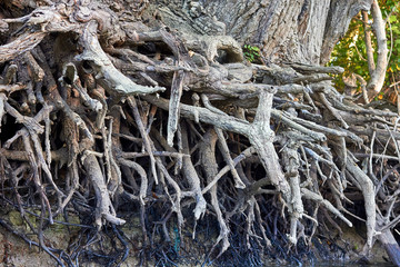 Bare (exposed) roots of a tree near the bank of the Danube river