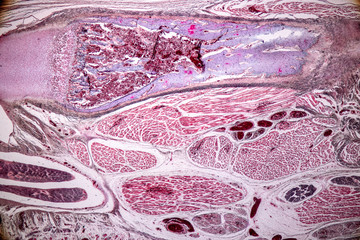 Study Histology of human, tissue bone under the microscopic in laboratory.