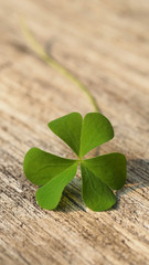 Close up clovers leave with sun light on wood texture for nature background