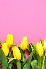 Beautiful fresh tulips on pink background