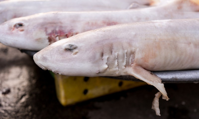 Raw small dark sharks on the seafood market in the local vietnamese market in Phu Quoc