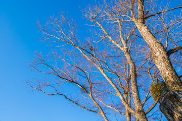 Dry tree branches on blue sky in winter season on Sunny cold in fubuary