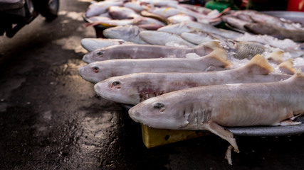 Raw small white sharks on the seafood market in the local vietnamese market in Phu Quoc