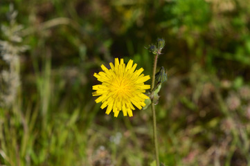 Close-up of Common Sowthistle Flowers, Nature, Macro