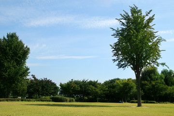 Park landscape with trees