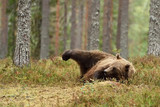 Brown bear lying on the ground, raising his leg. Funny moment.