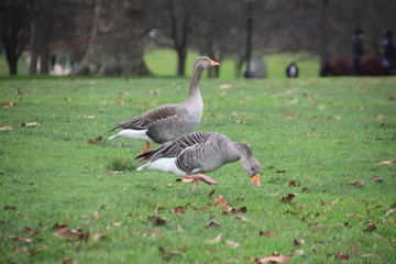 goose walking in the park, London, Uk
