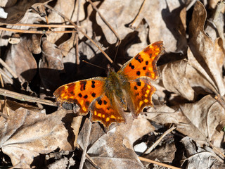 Comma butterfly on foliage