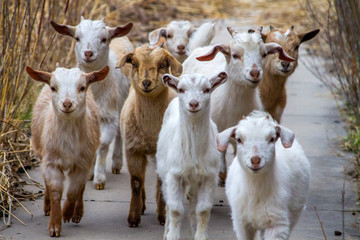herd of goat kids approaching