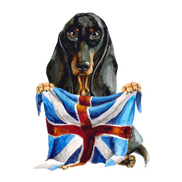 Dog breed dachshund holds in his hands the flag of Great Britain. london. Isolated on white background. english