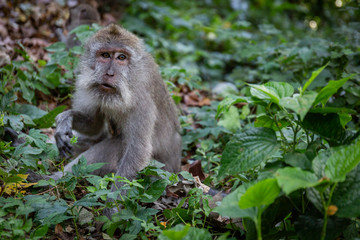 Affen im Affenwald in Ubud