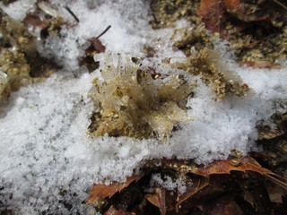 雪