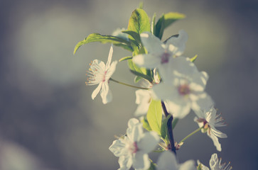 Vintage photo of beautiful spring flovers
