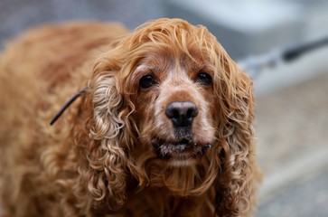 dog, portrait of a spaniel