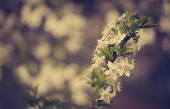รูปภาพFlovers – เลือกดูภาพถ่ายสต็อก เวกเตอร์ และวิดีโอ2,784 | Adobe Stock