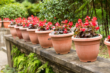 Flower pot in the garden