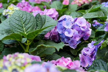 Purple Hydrangea flower