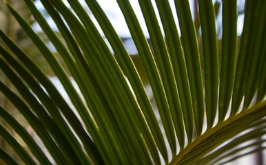 Green palm leaf backgraund
