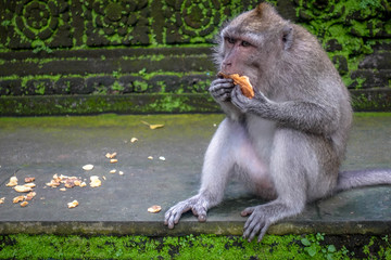 Macaque eating sweet potato and sitting on the stairs, Monkey Forest in Ubud, Bali