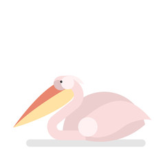 Pelican bird. Animal with the white feather