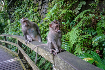 Portrait of adult macaque with baby sitting on handrail, Monkey Forest, Ubud, Bali