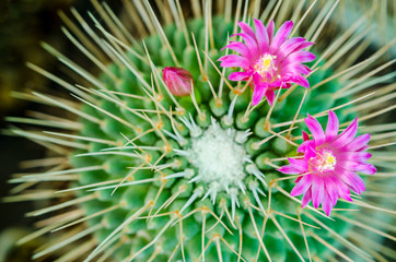 pink purple flowers in garden of Echinopsis Lobivia hybrid cactus.