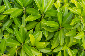 Aerial view of green plant
